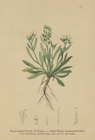 滑らかな北部岩クレソン（Braya alpina、Sisymbrium alpinum） 作： German School
