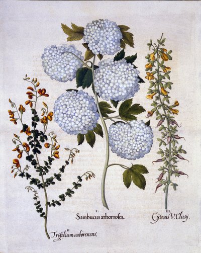 雪だるまガマズミ属の木、庭のほうき、低成長の高山のほうき、Hortus Eystettensis、Basil Besler（1561-1629）、パブ。 1613（手塗りの彫刻） 作： German School