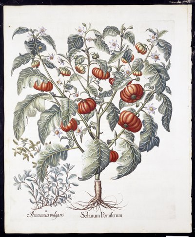 バジルベスラー（1561-1629）パブ1613（手描きの彫刻）によるHortus EystettensisからのSolanum Pomiferum 作： German School