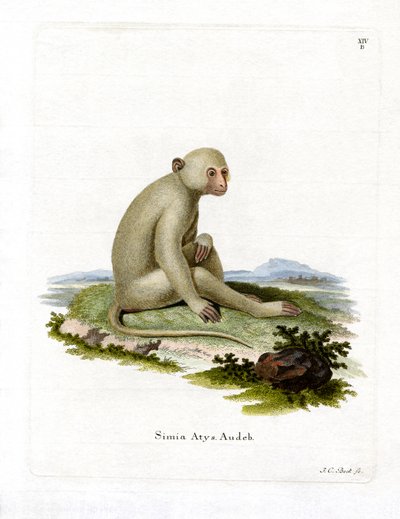 Sooty Mangabey (彩色済み彫刻) 作： German School