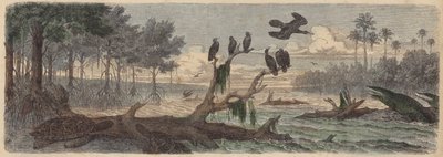 南米：ガイアナの河口（彩色済み彫刻 作： German School