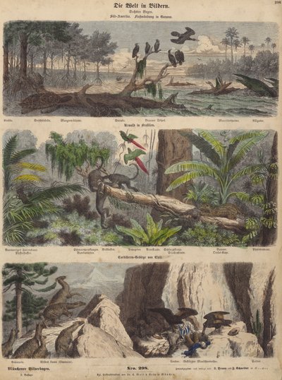 南米：ガイアナの河口、ブラジルのジャングル、チリのアンデス（カラー図版 作： German School