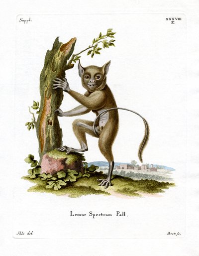 Spectral Tarsier (カラー・エングレービング) 作： German School