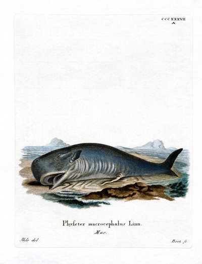 マッコウクジラ（彩色済み彫刻 作： German School
