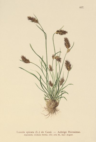 スパイクウッドラッシュ（Luzula spicata） 作： German School