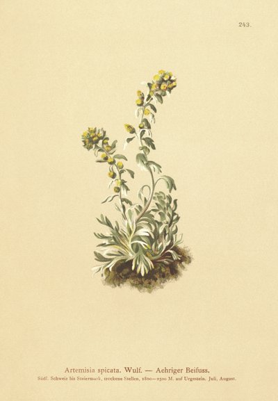 スパイクワームウッド（Artemisia spicata、Artemisia bocconei、Artemisia genipi） 作： German School