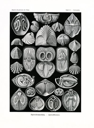 スピロブランチ、1899-1904 作： German School