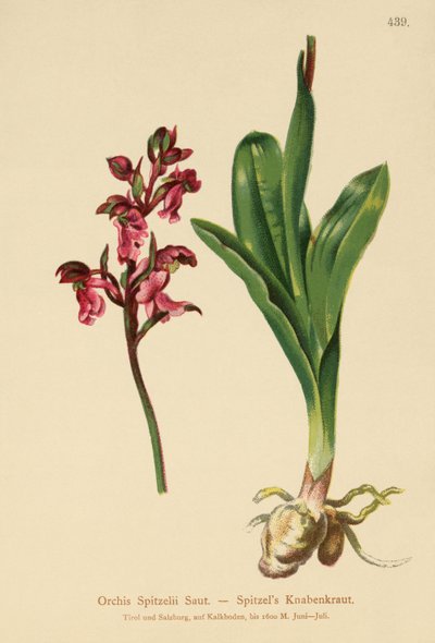スピッツェルオーキッド（Orchis Spitzelii） 作： German School
