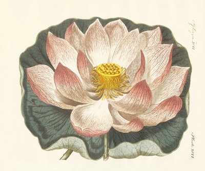 華麗な花 作： German School