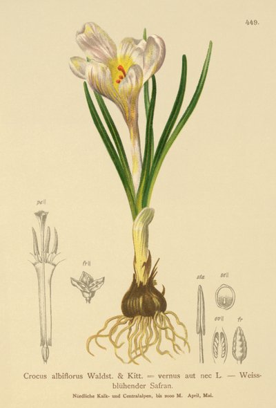 春のクロッカス（Crocus albiflorus、Crocus vernus） 作： German School