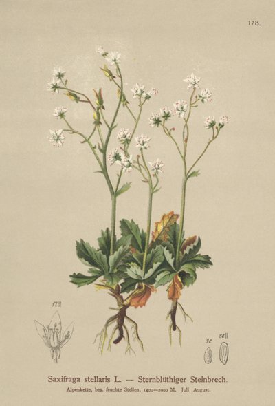 Starry Saxifrage（Saxifraga stellaris） 作： German School