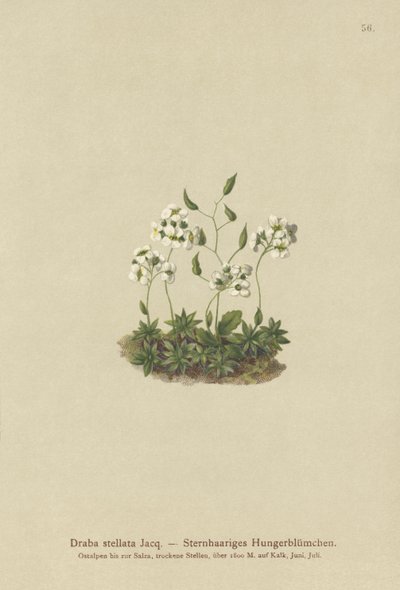 星状ホイットローグラス（Draba stellata） 作： German School