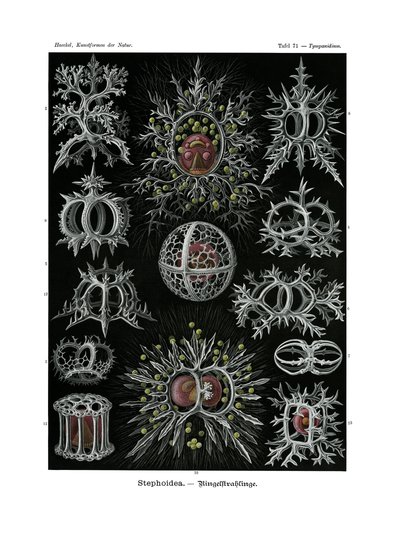 ステフォイデア、1899-1904 作： German School