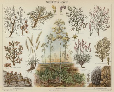 草原の植物（カラー写真 作： German School