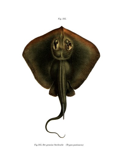 Sting Ray（カラーリトグラフ 作： German School