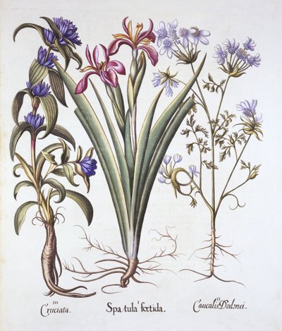Hortus Eystettensisのバジルベスラー（1561-1629）著、パブ。 1613（手描きの彫刻） 作： German School