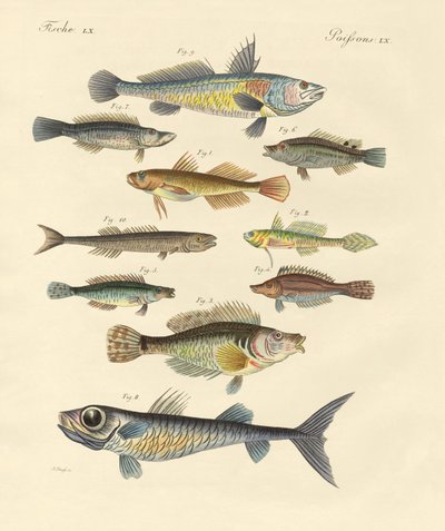 奇妙で美しい魚（彩色済み彫刻 作： German School