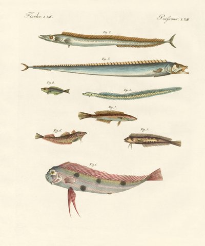 奇妙で美しい魚 作： German School