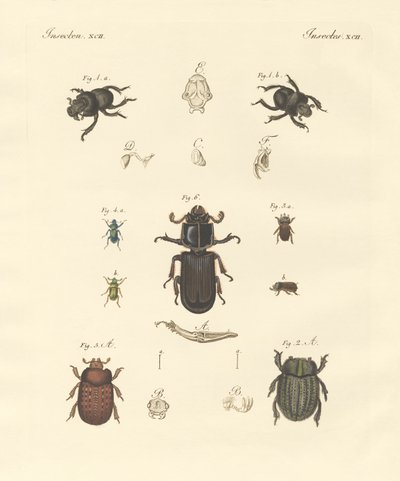 奇妙なカブトムシ（彩色済み彫刻 作： German School