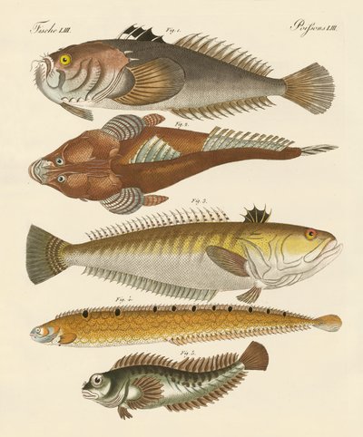 奇妙な魚（彩色された彫刻 作： German School
