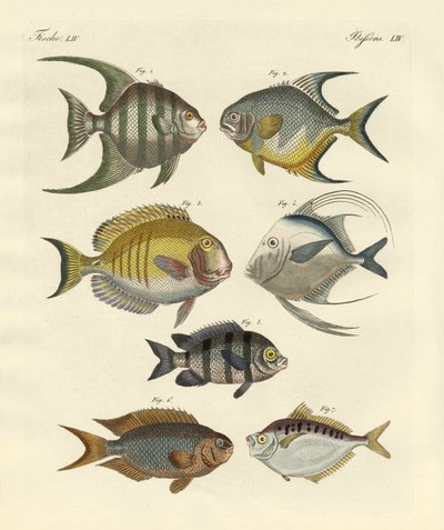 奇妙な魚（彩色された彫刻 作： German School