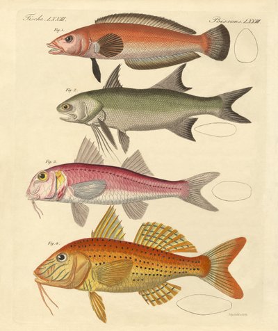 奇妙な魚（彩色された彫刻 作： German School