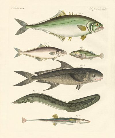 奇妙な魚（彩色された彫刻 作： German School