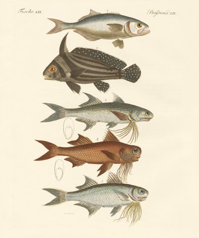奇妙な魚（彩色された彫刻 作： German School