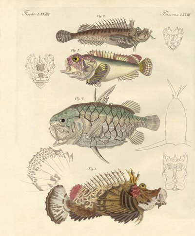 奇妙な魚（彩色された彫刻 作： German School