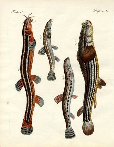 奇妙な魚（彩色された彫刻 作： German School