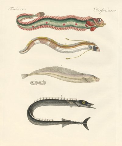奇妙な魚（彩色された彫刻 作： German School