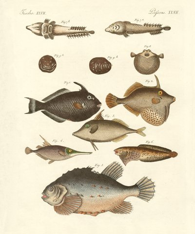 奇妙な魚（彩色された彫刻 作： German School