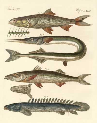 奇妙な魚（彩色された彫刻 作： German School