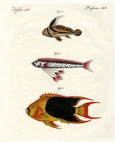 奇妙な魚 作： German School