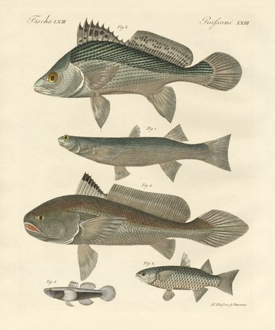 ガンジス川の奇妙な魚（彩色彫刻 作： German School