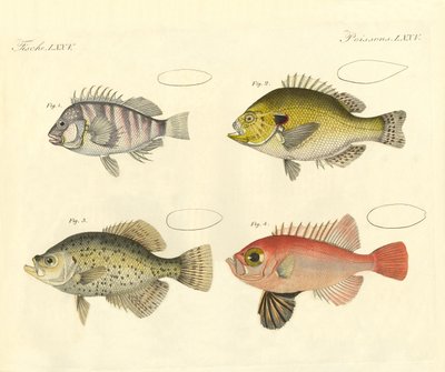 シーバス科の奇妙な魚（彩色彫刻 作： German School