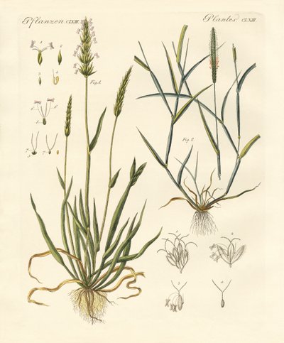 奇妙な種類の草 作： German School