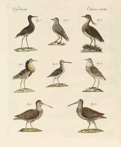 奇妙な沼鳥 作： German School