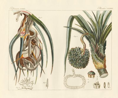 奇妙な植物（彩色された彫刻 作： German School