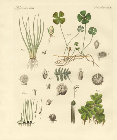 奇妙な植物（彩色された彫刻 作： German School