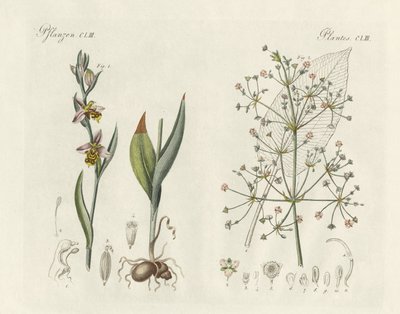 奇妙な植物（彩色された彫刻 作： German School