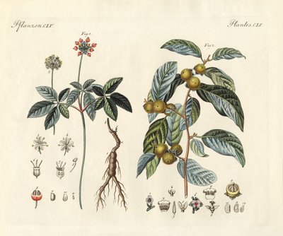 奇妙な植物（彩色された彫刻 作： German School