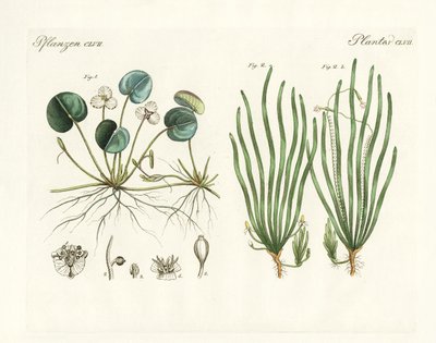 奇妙な植物（彩色された彫刻 作： German School