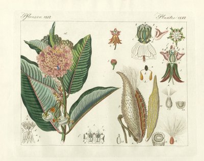 奇妙な植物（彩色された彫刻 作： German School