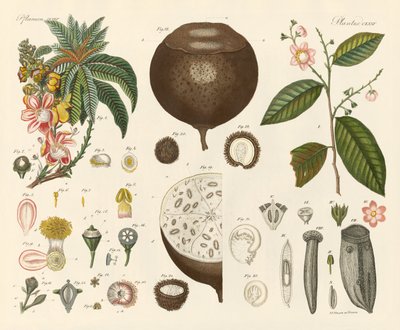 奇妙な植物（彩色された彫刻 作： German School