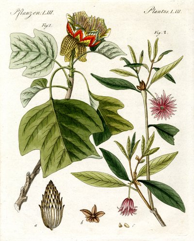 奇妙な植物 作： German School
