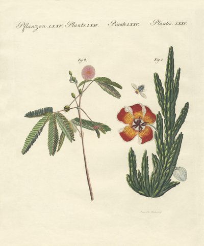 奇妙な植物 作： German School