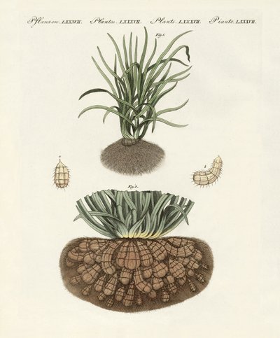奇妙な植物 作： German School