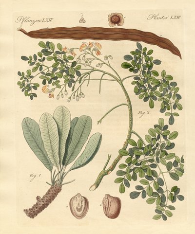 奇妙な植物 作： German School