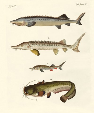 奇妙な川の魚 作： German School